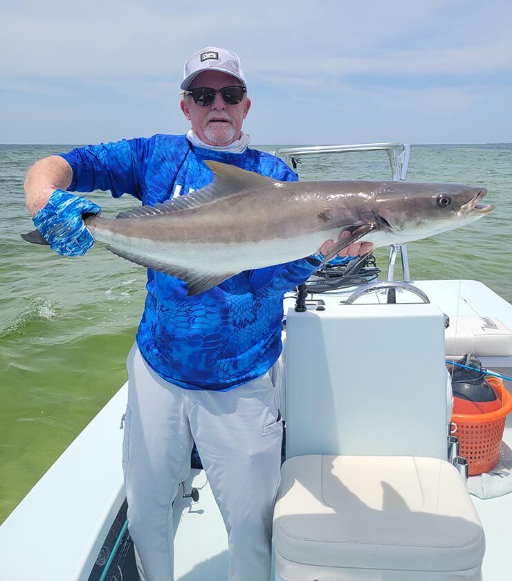 Fly fishing for cobia